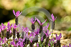 Lavandula Stoechas