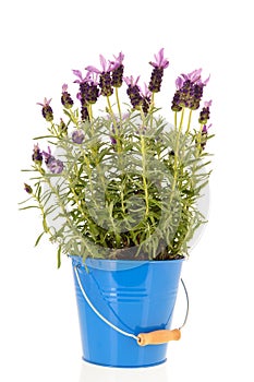 Lavandula Stoechas