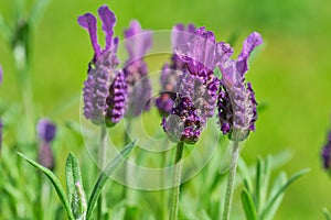 Lavandula stoechas blossom, close up color picture