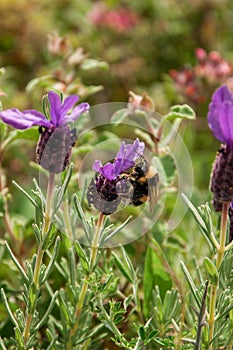 Lavandula stoechas, bumble bee on the plant