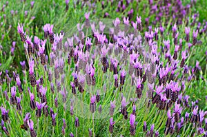 Lavandula stoechas