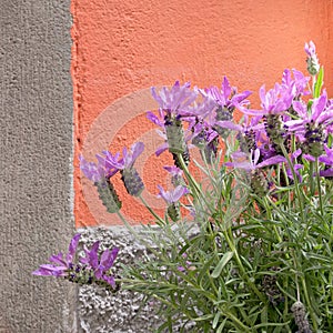 Lavandula stoechas, French lavender.