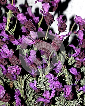 Lavandula stoechas, French lavender, Spanish lavender