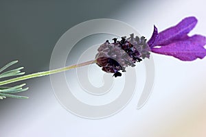 Lavandula stoechas, French lavender, Spanish lavender