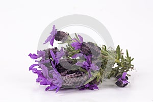 Lavandula Stoechas French lavender; Spanish Lavender; Topped Lavender; isolated on white