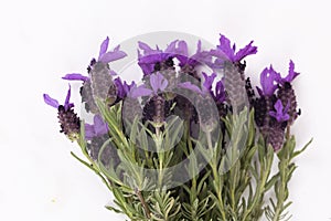 Lavandula Stoechas French lavender; Spanish Lavender; Topped Lavender; isolated on white