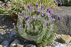 Lavandula stoechas in a garden