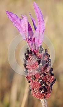 Lavandula stoechas photo