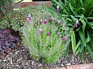 Lavandula stoechas ``Little Bee`