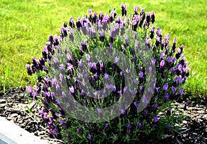 Lavandula stoechas lush flower bed with lavander sage blue and purple flower color combined with yellow ornamental grasses lush