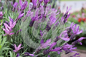 Lavandula Stoechas. purple flowers of Lavandula Stoechas \'Anouk\' (French Lavender or Butterfly Lavender)