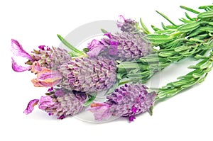 Lavandula stoechas, Spanish lavender