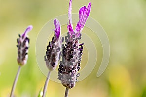 Lavandula stoechas, Spanish lavender or topped lavender or French lavender,flowering plant in the family Lamiaceae,native of