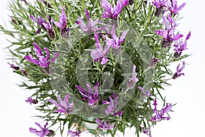 Lavandula stoechas, Spanish lavender