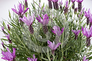 Lavandula stoechas, Spanish lavender
