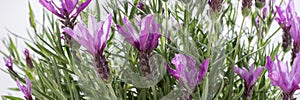 Lavandula stoechas, Spanish lavender