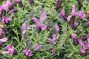 Lavandula stoechas, topped lavender or French lavender