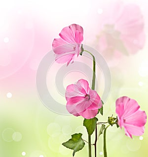 Lavater pink flowers