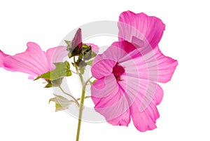 Lavatera