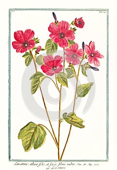 Lavatera alteae folio