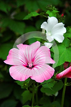 Lavatera flowers blooming