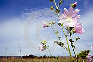 Lavatera thuringiaca flower
