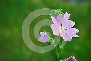 Lavatera thuringiaca flower