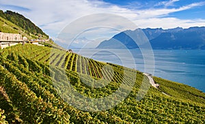 Lavaux region