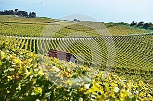 Lavaux region, Switzerland