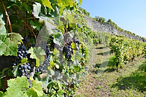 Lavaux region, Switzerland