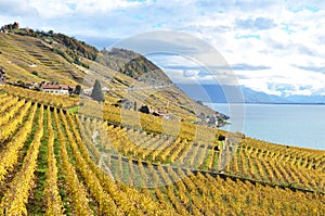 Lavaux region, Switzerland