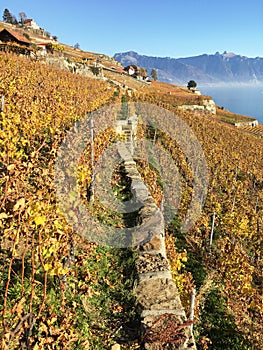 Lavaux region, Switzerland