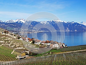 Lavaux in Spring at Rivaz with Lake Geneva