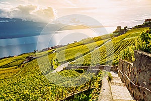 Lavaux, Switzerland: Lake Geneva and the Swiss Alps landscape seen from Lavaux vineyard hiking trail in Canton Vaud