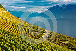 Lavaux, Switzerland: Lake Geneva and the Swiss Alps landscape seen from Lavaux vineyard tarraces in Canton of Vaud