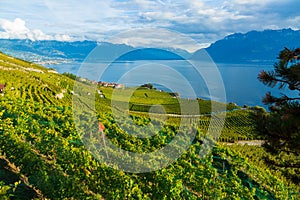 Lavaux, Switzerland: Lake Geneva and the Swiss Alps landscape seen from Lavaux vineyard tarraces in Canton of Vaud