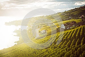 Lavaux, Switzerland: Lake Geneva and the Swiss Alps landscape seen from Lavaux vineyard tarraces during sunset, Canton