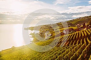 Lavaux, Switzerland: Lake Geneva and the Swiss Alps landscape seen from Lavaux vineyard tarraces during sunset, Canton