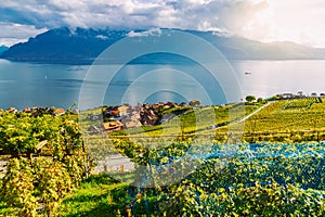 Lavaux, Switzerland: Little town, Lake Geneva and the Swiss Alps landscape seen from Lavaux vineyard tarraces in Canton