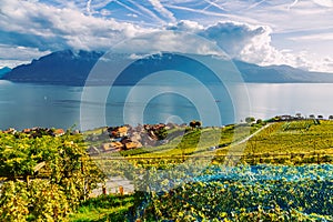 Lavaux, Switzerland: Little town, Lake Geneva and the Swiss Alps landscape seen from Lavaux vineyard tarraces in Canton