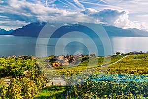 Lavaux, Switzerland: Little town, Lake Geneva and the Swiss Alps landscape seen from Lavaux vineyard tarraces in Canton