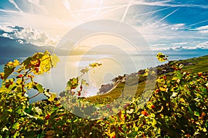 Lavaux, Switzerland: Vine branches ripen in the rays of the sun going down over the lake Geneva, Lavaux vineyard