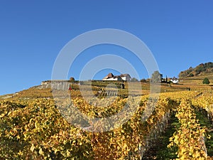 Lavaux, UNESCO, vineyards, Vilette, Switzerland