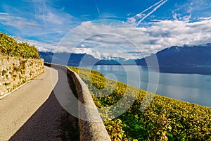 Lavaux Vineyard Terraces hiking trail with Lake Geneva landscape, Canton Vaud, Switzerland