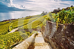 Lavaux Vineyard Terraces hiking trail with Lake and Mountain landscape, Canton Vaud, Switzerland