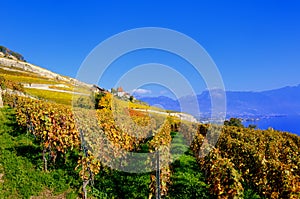 Lavaux Vineyards