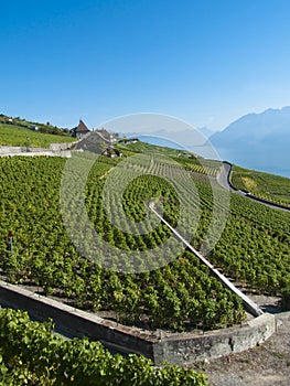 Lavaux vineyards (2)