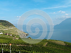 Lavaux vineyards (3)