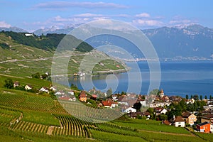 Lavaux vineyards on Lake Geneva, Switzerland photo