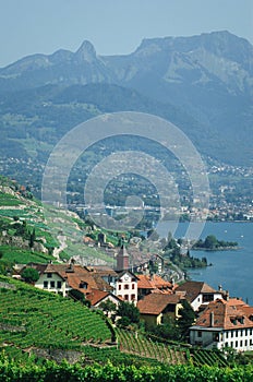 The Lavaux vineyards in Switzerland